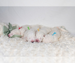 Small #14 Great Pyrenees