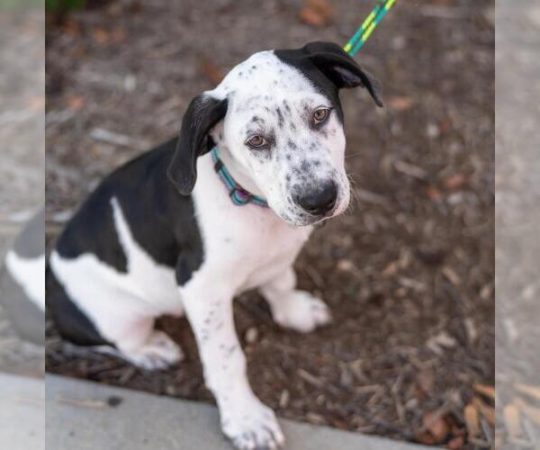 Medium Photo #16 Labrador Retriever-Unknown Mix Puppy For Sale in San Diego, CA, USA