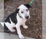 Small Photo #16 Labrador Retriever-Unknown Mix Puppy For Sale in San Diego, CA, USA