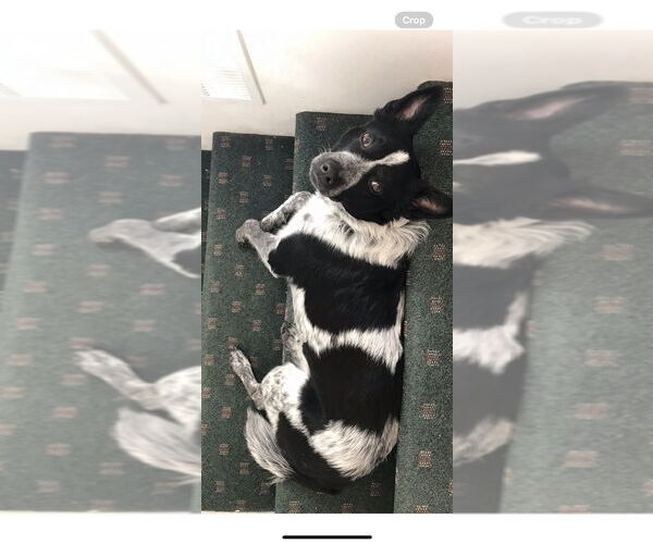 Medium Photo #2 Mutt Puppy For Sale in Bellingham, WA, USA