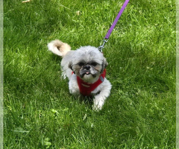 Medium Photo #3 Shih Tzu Puppy For Sale in St. Louis Park, MN, USA