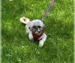 Small #2 Shih Tzu