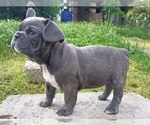 Small Photo #3 French Bulldog Puppy For Sale in EASTON, PA, USA