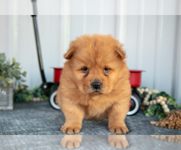 Medium Photo #10 Chow Chow Puppy For Sale in WOLCOTTVILLE, IN, USA