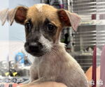 Small #2 Mutt