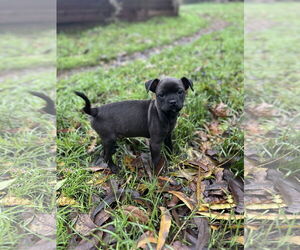 Aggie - Male Boxerhuahua Dog for Adoption - Photo #5