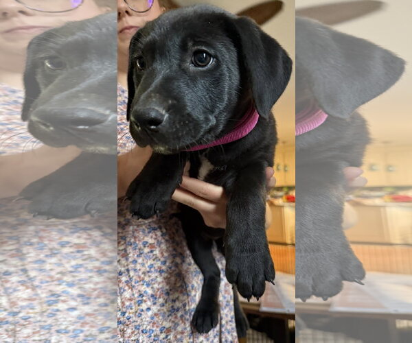 Medium Photo #1 Labrador Retriever-Unknown Mix Puppy For Sale in Garner, NC, USA