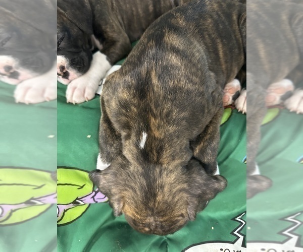 Medium Photo #10 Boxer Puppy For Sale in RALEIGH, NC, USA