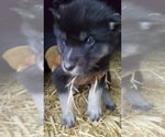 Small Photo #13 Wolf Hybrid Puppy For Sale in DALTON, OH, USA