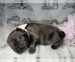 Small Photo #49 French Bulldog Puppy For Sale in MIMS, FL, USA
