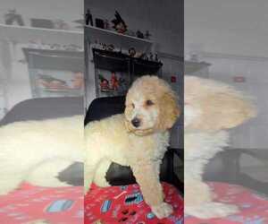 Poodle (Standard) Puppy for sale in ROUND ROCK, TX, USA