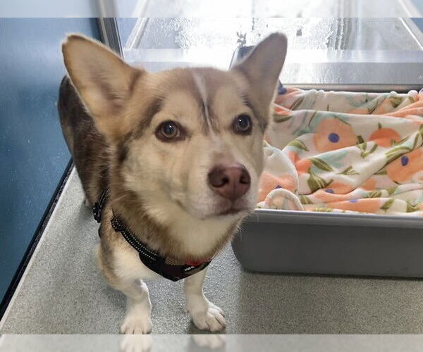 Medium Photo #1 Chihuahua-Siberian Husky Mix Puppy For Sale in San Clemente, CA, USA