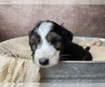 Small Photo #10 Aussiedoodle Puppy For Sale in CONCORD, NC, USA