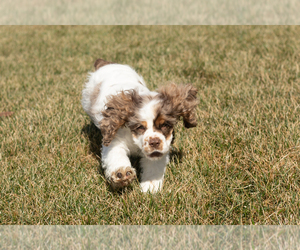 Cocker Spaniel Puppy for sale in MILLERSBURG, IN, USA