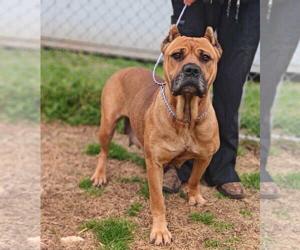 Medium Photo #2 Mutt Puppy For Sale in Talladega, AL, USA