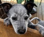 Small #6 Australian Cattle Dog
