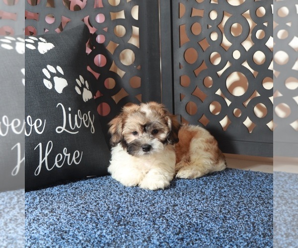 Medium Photo #4 Zuchon Puppy For Sale in MOUNT VERNON, OH, USA
