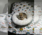 Small #1 Pomeranian