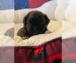Small Photo #3 Shih Tzu Puppy For Sale in EDMOND, OK, USA