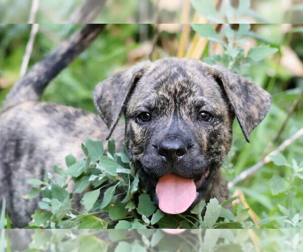 Medium Photo #1 Plott Hound-Unknown Mix Puppy For Sale in Wyoming, MI, USA
