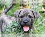 Small Plott Hound Mix