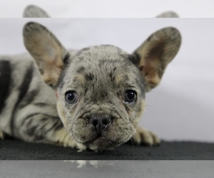 French Bulldog Puppy for sale in BROOKLYN, NY, USA