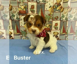 Yorkshire Terrier Puppy for sale in WINNSBORO, LA, USA