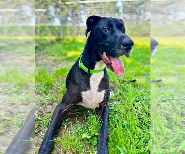 Medium Photo #4 Great Dane-Unknown Mix Puppy For Sale in Osgood, IN, USA