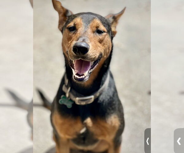 Medium Photo #8 Doberman Pinscher-Unknown Mix Puppy For Sale in Houston, TX, USA
