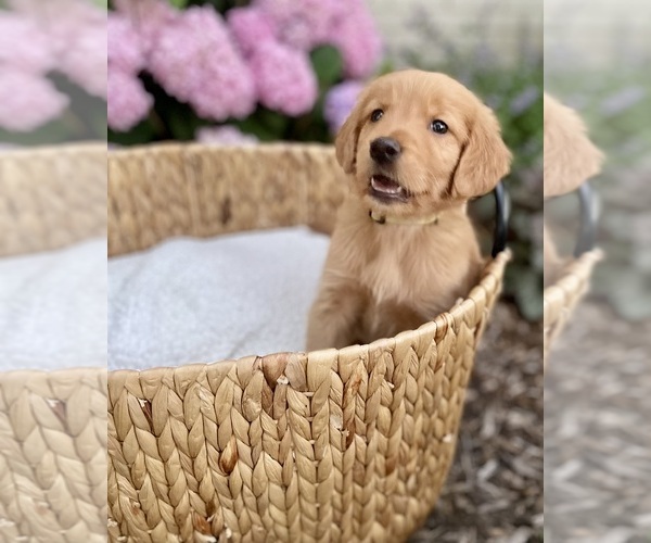 Medium Photo #30 Golden Retriever Puppy For Sale in BUFFALO, MO, USA