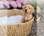 Small Photo #30 Golden Retriever Puppy For Sale in BUFFALO, MO, USA