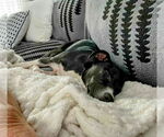 Small #8 Labrador Retriever Mix