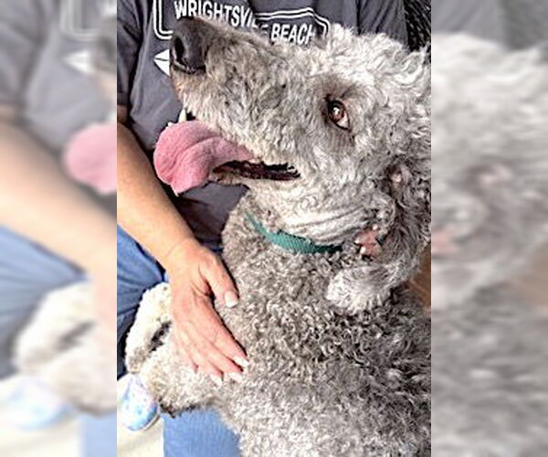 Medium Photo #2 Labradoodle Puppy For Sale in Mount Airy, NC, USA