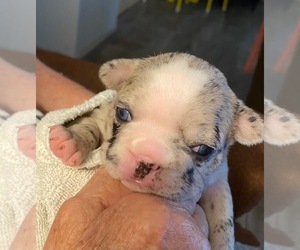 French Bulldog Puppy for Sale in GADSDEN, Alabama USA
