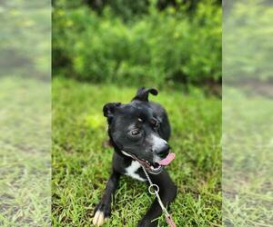 Bones - Male Siberian Husky-Unknown Mix Dog for Adoption - Photo #5