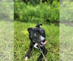 Small #4 Siberian Husky Mix