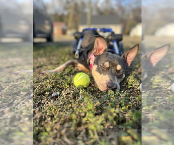 Medium Photo #4 American Pit Bull Terrier Puppy For Sale in Raleigh, NC, USA