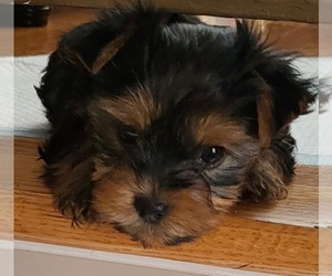 Yorkshire Terrier Puppy for Sale in WAYNE, New Jersey USA