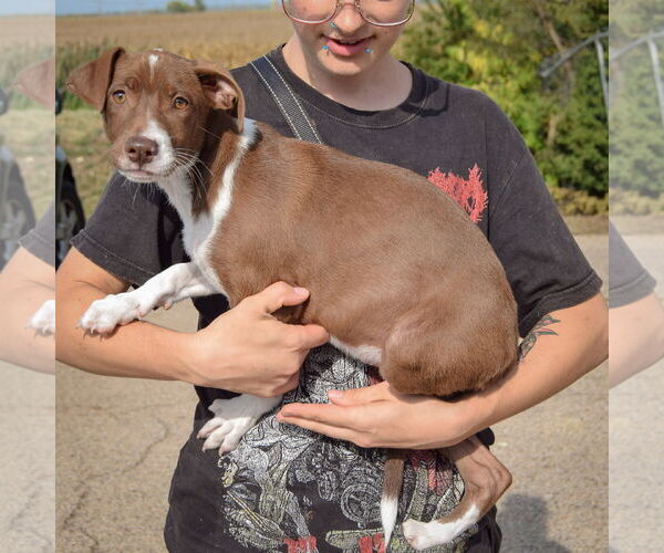 Medium Photo #2 Borador Puppy For Sale in Huntley, IL, USA