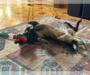Callisto FKA Nili - Located In Texas - Female Mutt Dog for Adoption - Photo #11