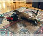 Small Photo #11 Mutt Puppy For Sale in Imlay City, MI, USA