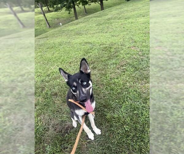Medium Photo #1 Siberian Husky-Unknown Mix Puppy For Sale in Forestville, MD, USA