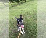 Small Siberian Husky Mix
