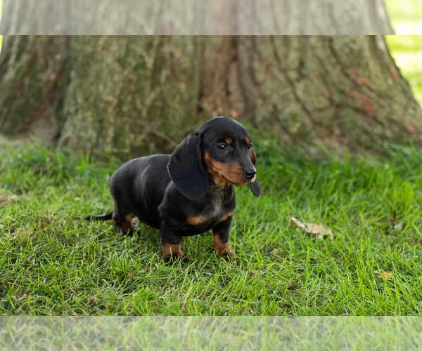 Medium Photo #4 Dachshund Puppy For Sale in BREMEN, IN, USA