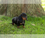 Small Photo #23 Dachshund Puppy For Sale in BREMEN, IN, USA