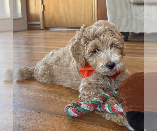 Medium Photo #3 Goldendoodle (Miniature) Puppy For Sale in ROY, UT, USA