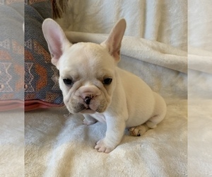 French Bulldog Puppy for sale in JOHNS ISLAND, SC, USA