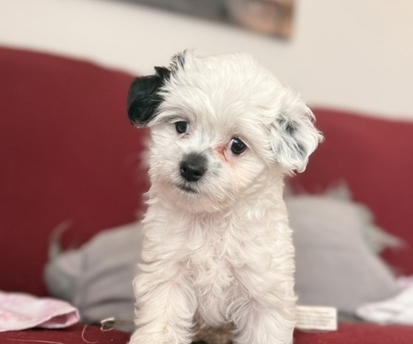 Medium Photo #3 Mal-Shi Puppy For Sale in FARMINGTON, MN, USA