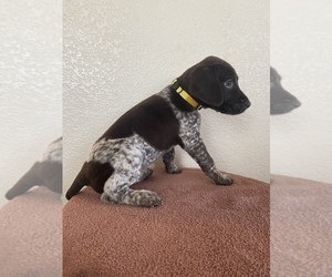 German Shorthaired Pointer Puppy for Sale in CO SPGS, Colorado USA