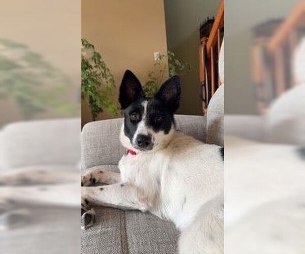 Medium Photo #5 Feist Terrier-Unknown Mix Puppy For Sale in Newfoundland, PA, USA